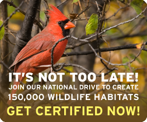 Create a Certified Wildlife Habitat today!